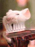 n'oublier pa de vou brosser les dents